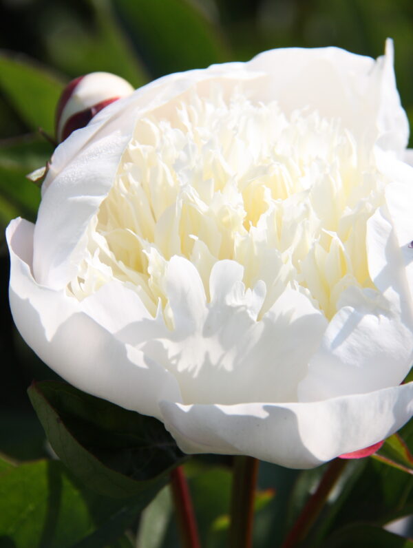 Paeonia Immaculée - case
