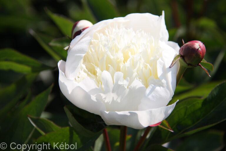 Paeonia Immaculée