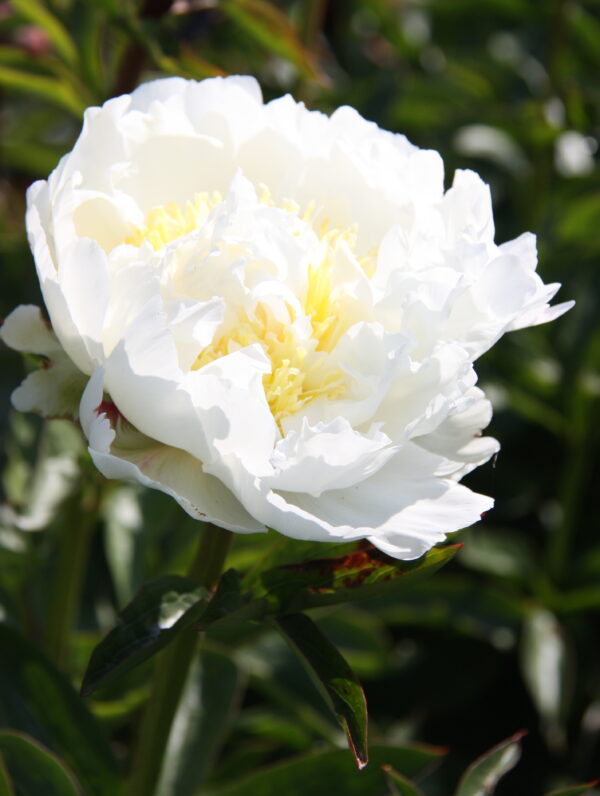 Paeonia Ivory Victory - case
