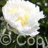 Paeonia Ivory Victory