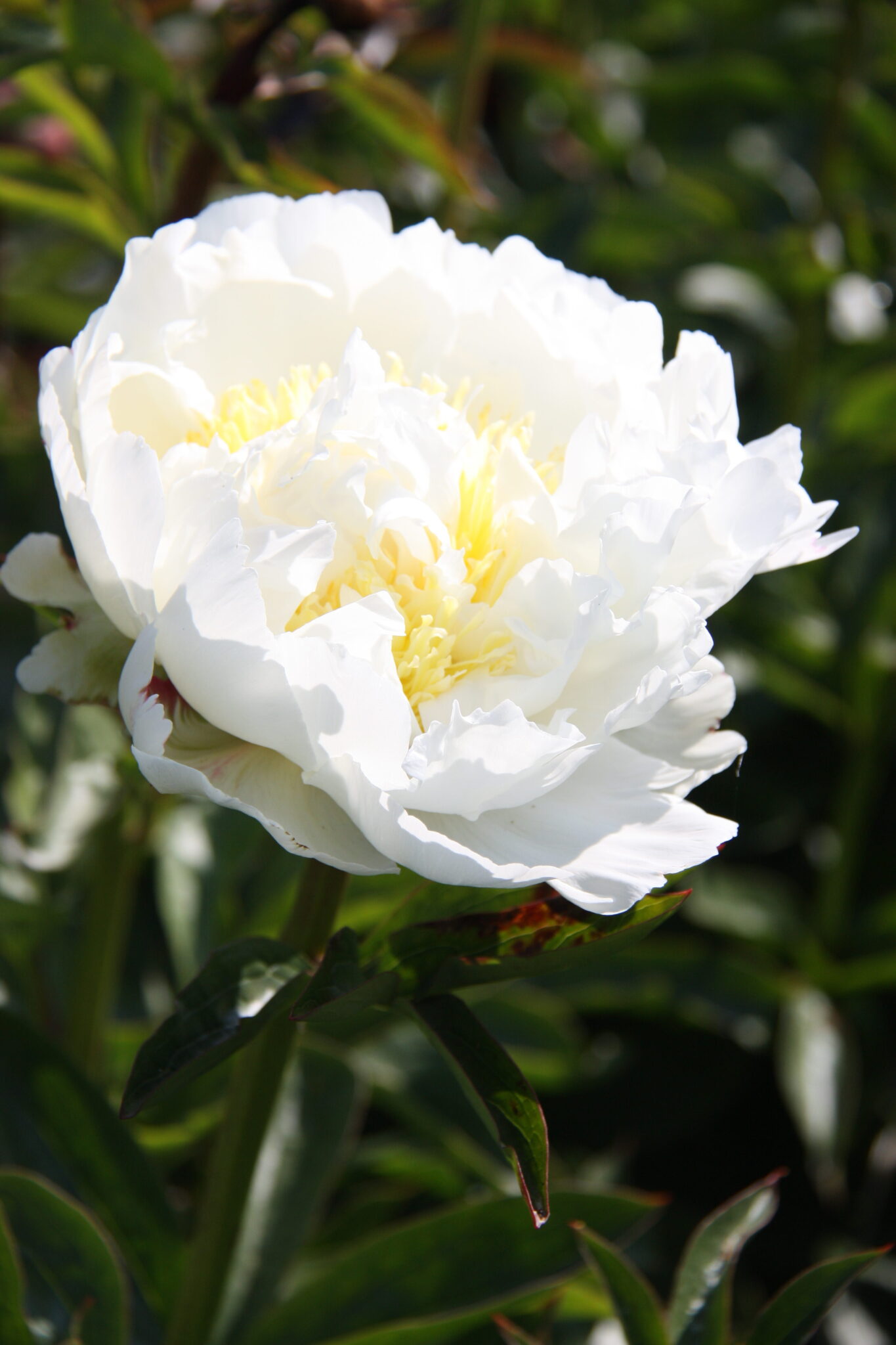 Paeonia Ivory Victory