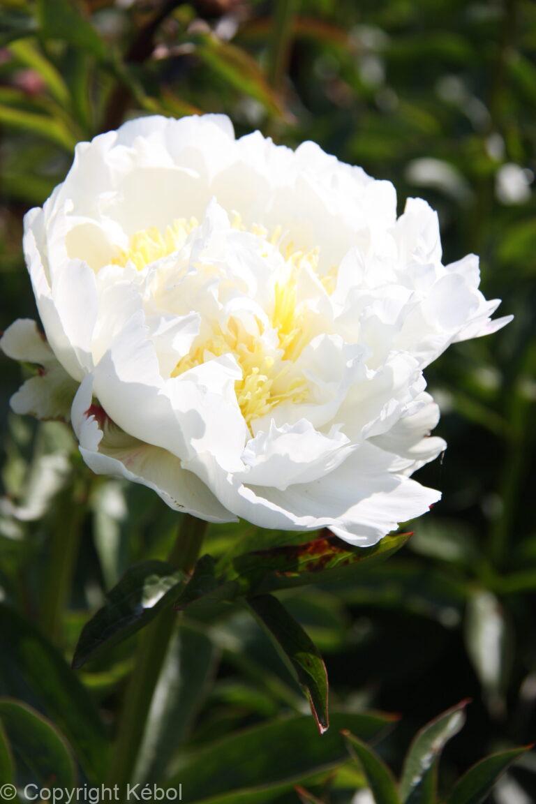 Paeonia Ivory Victory