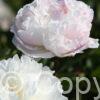 Paeonia Odile