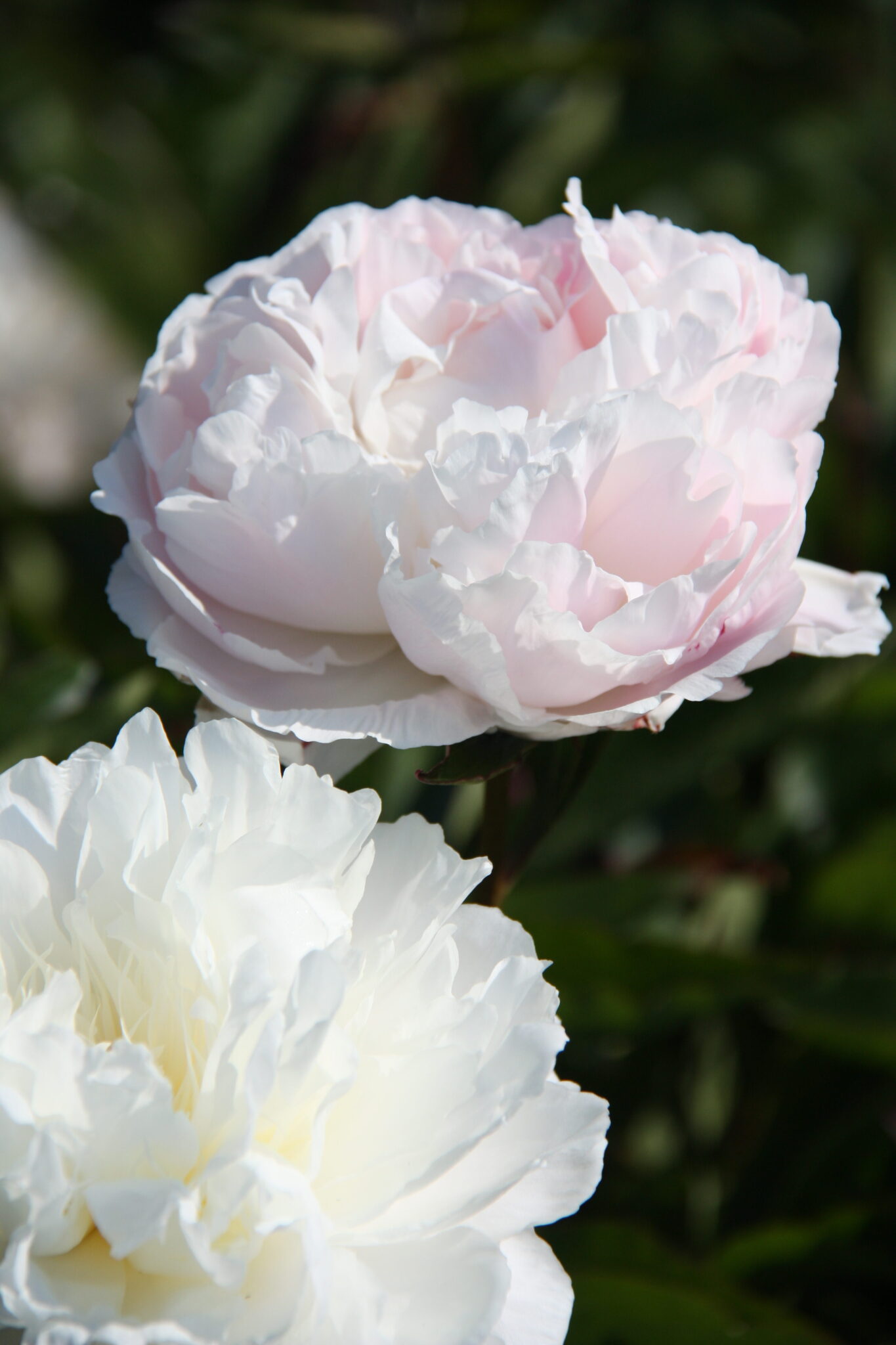 Paeonia Odile