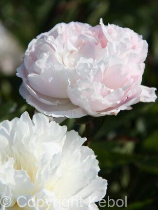 Paeonia Odile - case