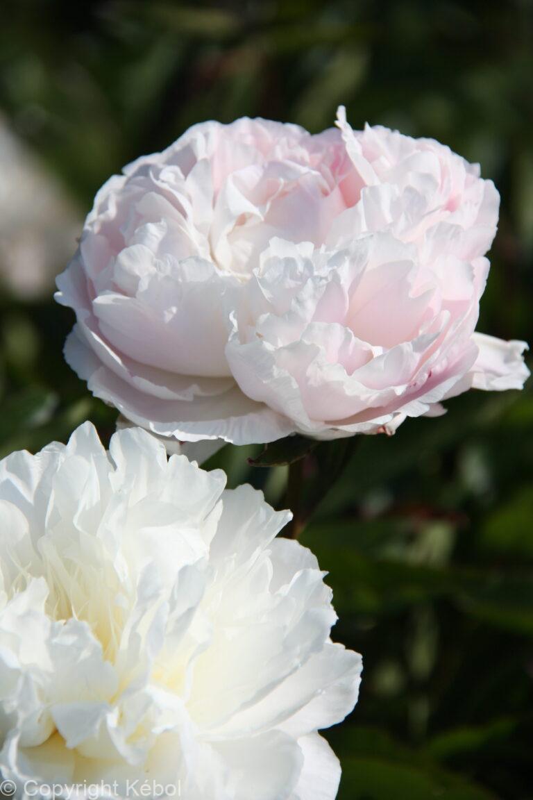 Paeonia Odile