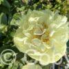 Paeonia Lemon Chiffon