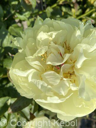Paeonia Lemon Chiffon - bag