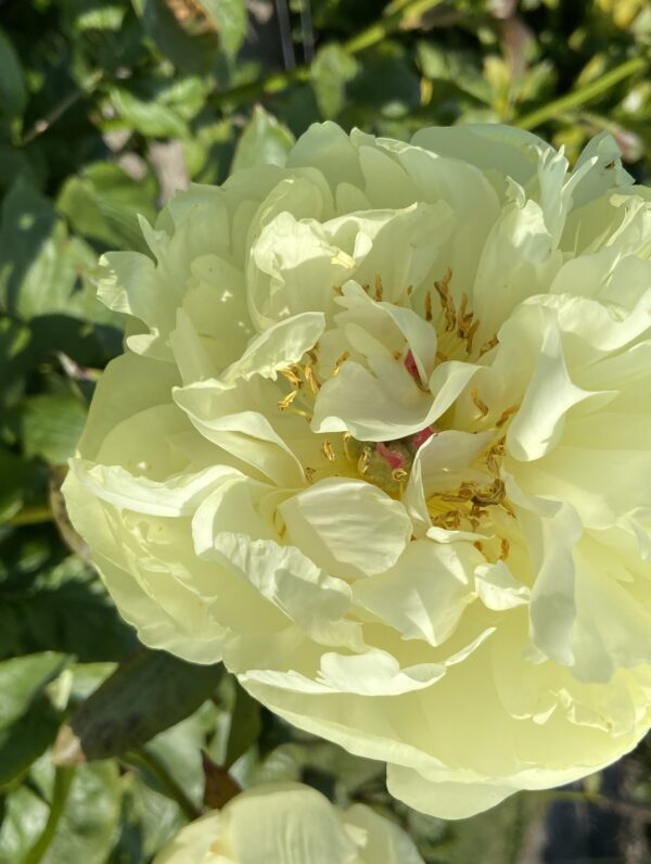 Paeonia Lemon Chiffon - case