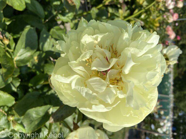 Paeonia Lemon Chiffon