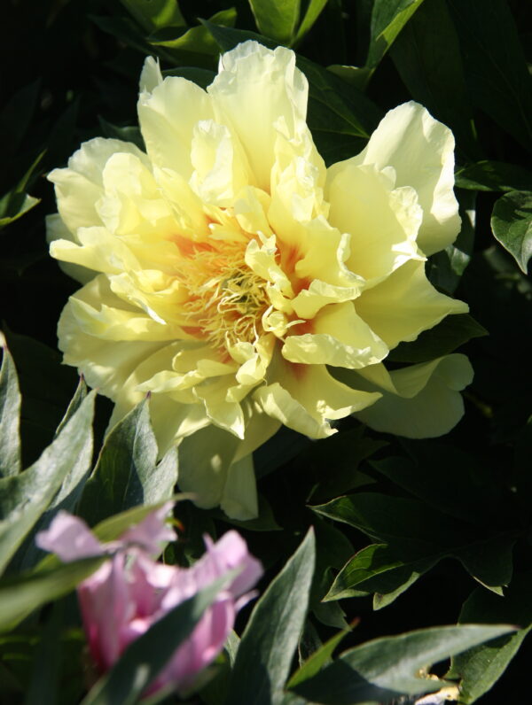 Paeonia Lemon Dream - case