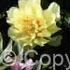 Paeonia Lemon Dream