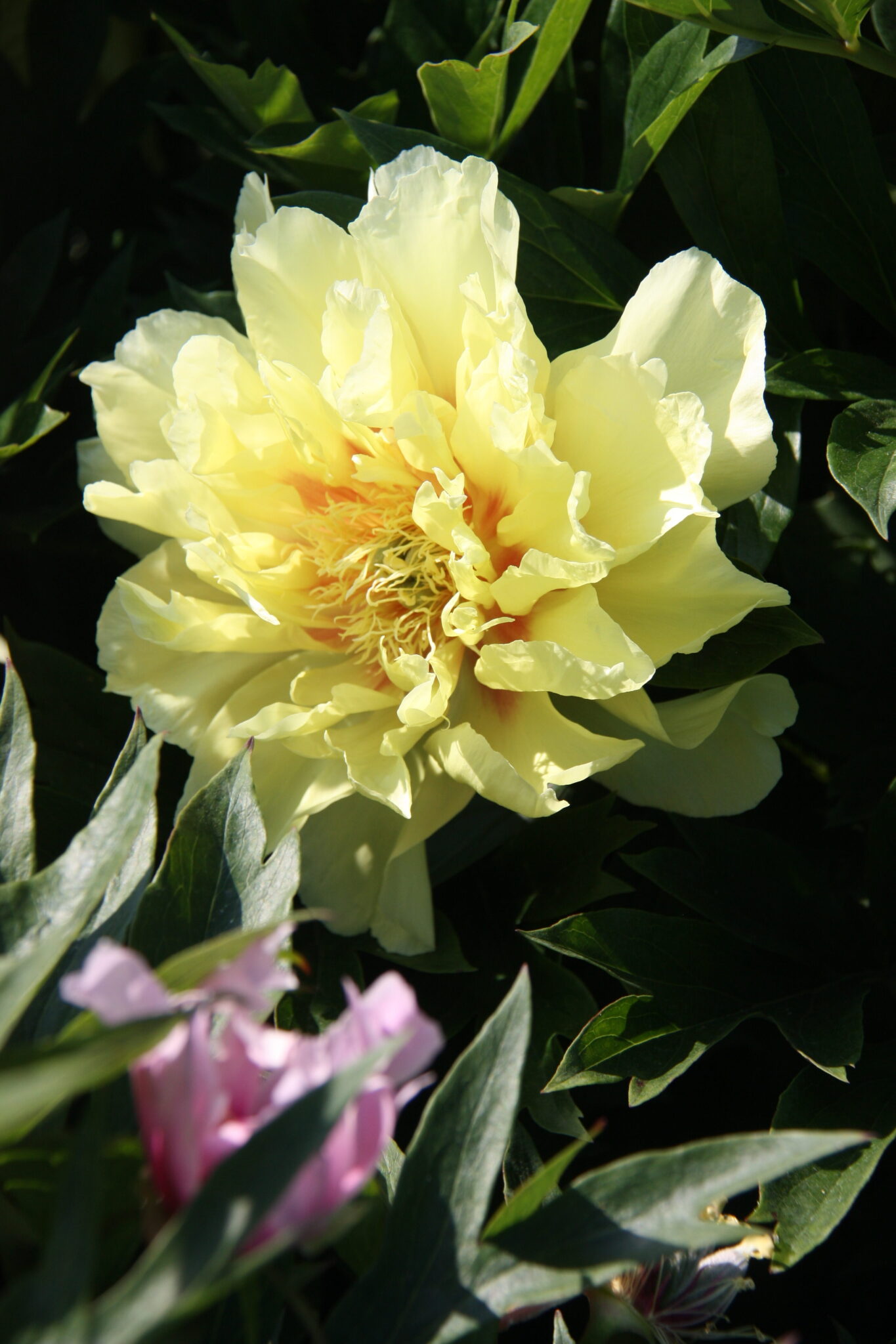 Paeonia Lemon Dream