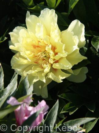 Paeonia Lemon Dream - bag