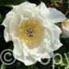 Paeonia Love Affair