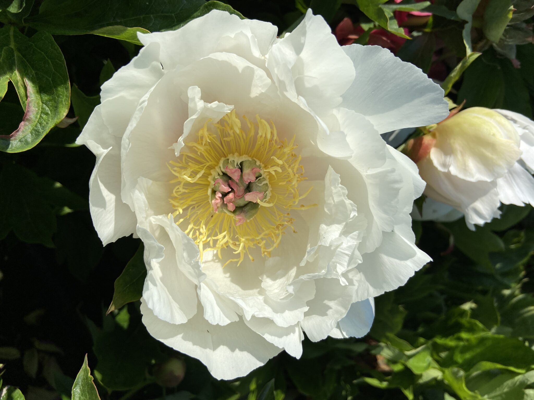 Paeonia Love Affair