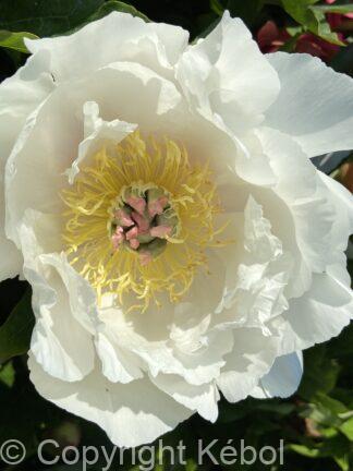 Paeonia Love Affair - bag