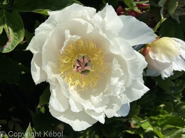 Paeonia Love Affair