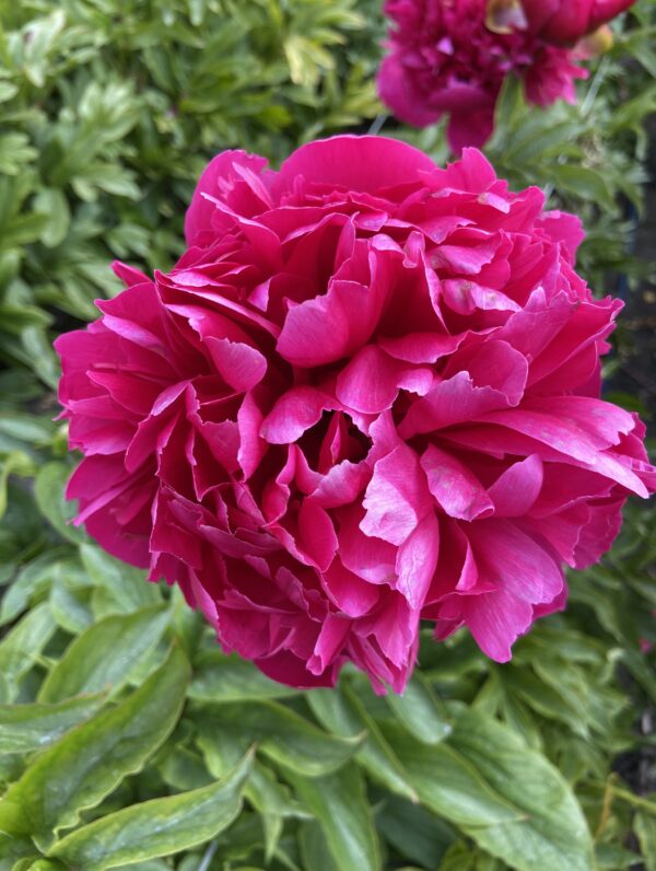 Paeonia Happy Many Returns - bag