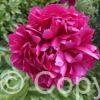 Paeonia Lactiflora (D) Many Happy Returns - Bag