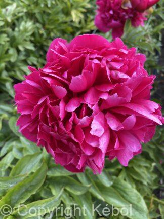 Paeonia Lactiflora (D) Many Happy Returns - Bag