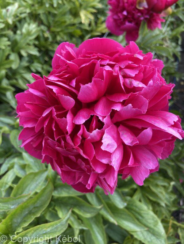 Paeonia Many Happy Returns