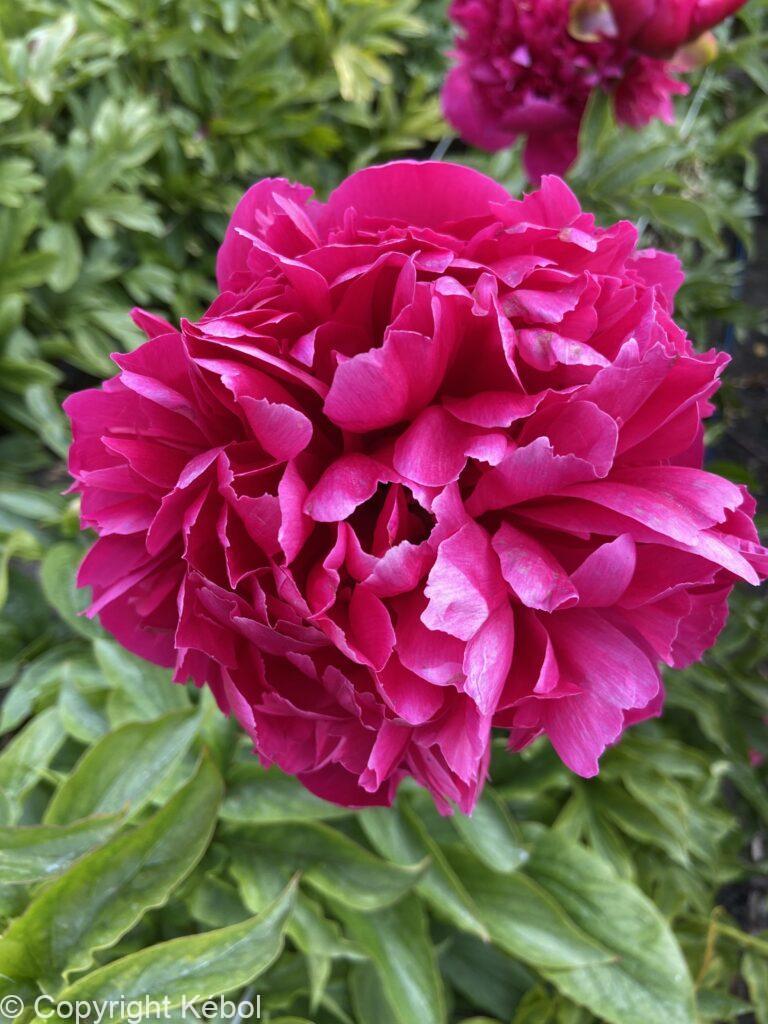 Paeonia Lactiflora (D) Many Happy Returns - Bag