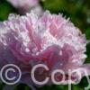 Paeonia Mme Calot