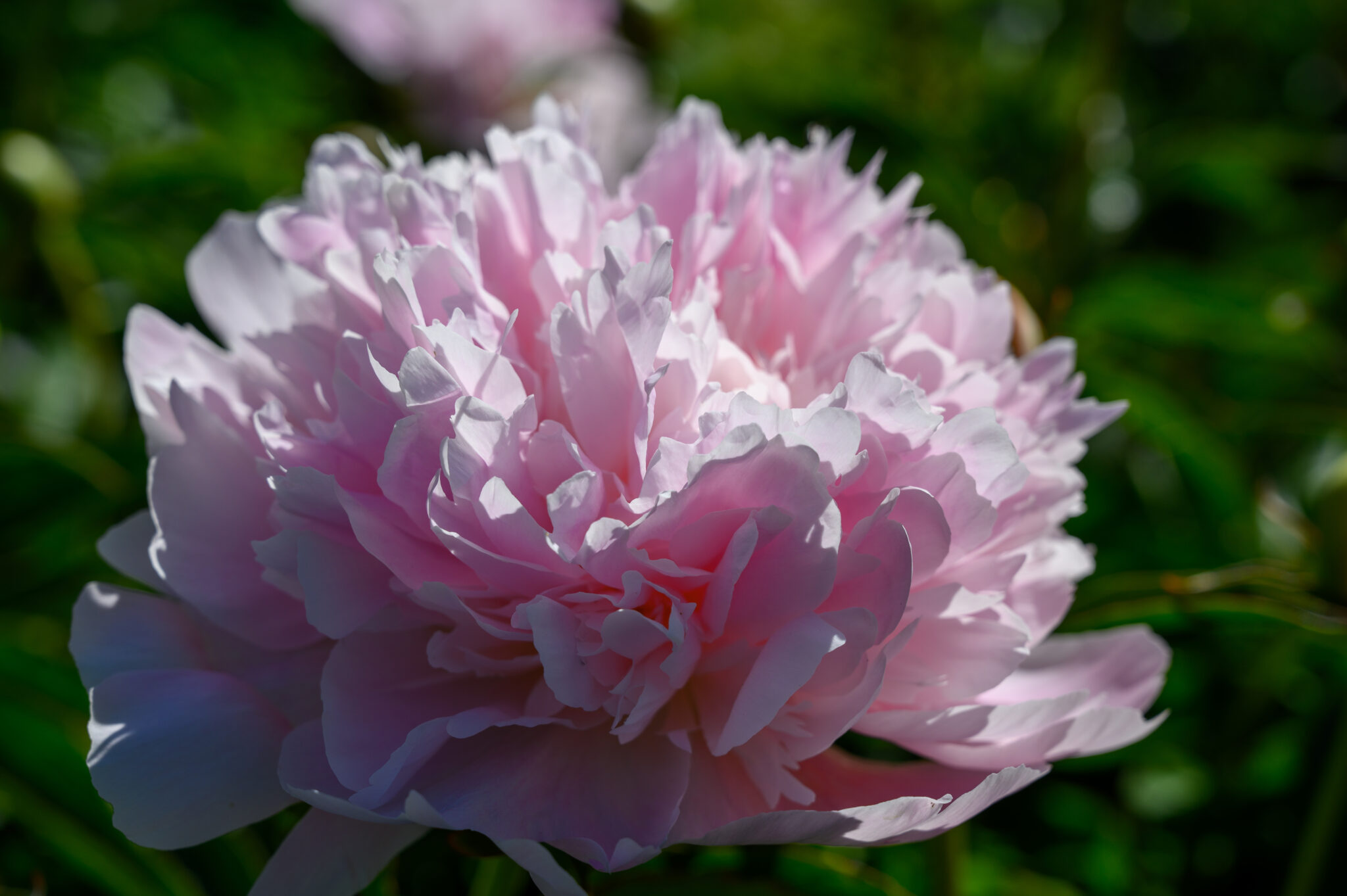 Paeonia Mme Calot