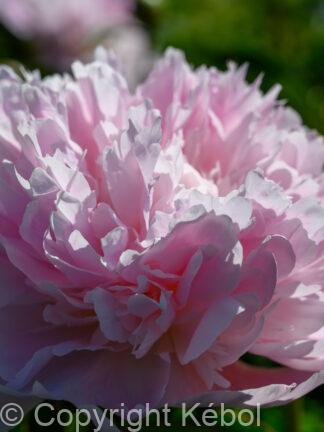 Paeonia Mme Calot - case