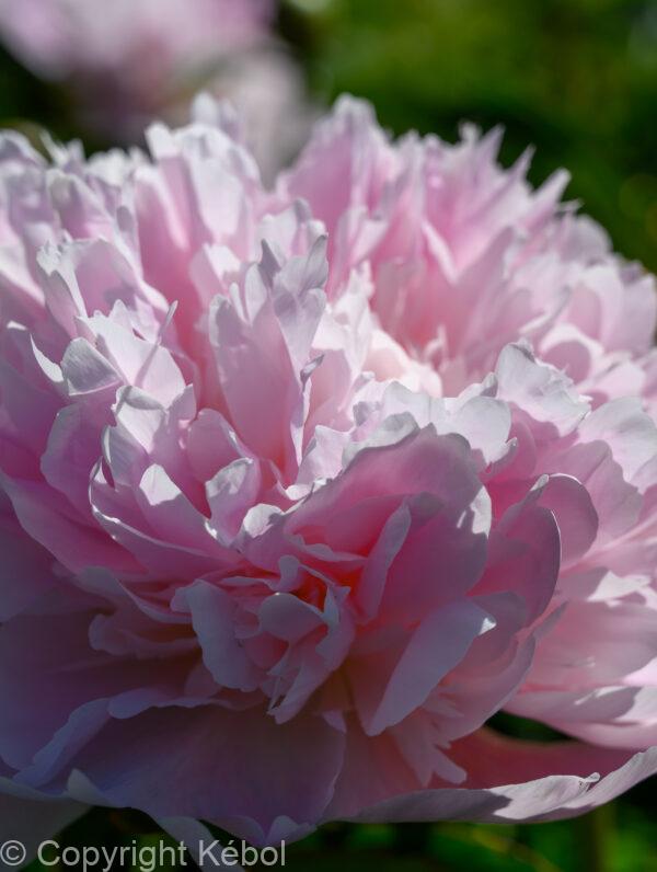 Paeonia Mme Calot