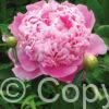Paeonia lactiflora (D) Monsieur Jules Elie - Bag