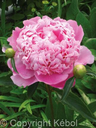 Paeonia lactiflora (D) Monsieur Jules Elie - Bag