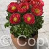 Paeonia lactiflora (D) Moscow - Bag