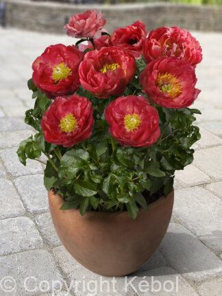Paeonia lactiflora (D) Moscow - Bag