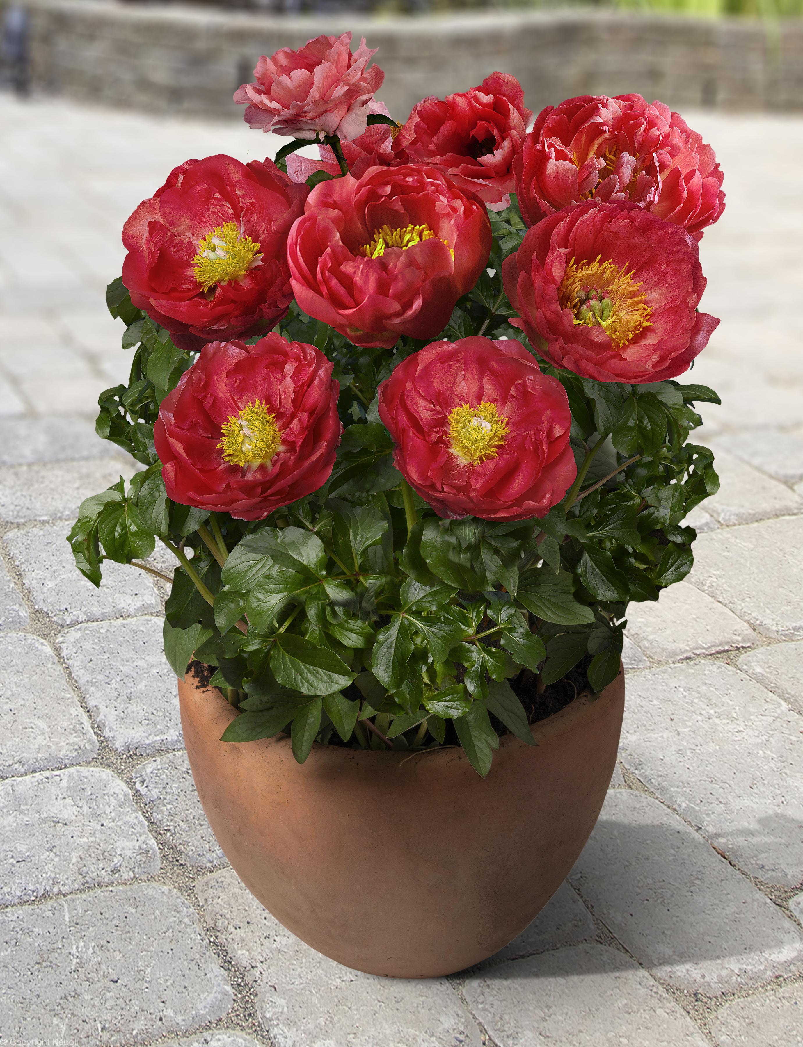 Paeonia lactiflora (D) Moscow - Bag