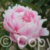 Paeonia lactiflora (D) Mrs. Franklin D. Roosevelt - Bag