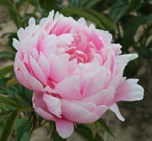 Paeonia Mrs. Franklin D. Roosevelt - bag
