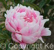 Paeonia lactiflora (D) Mrs. Franklin D. Roosevelt - Bag