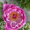 Paeonia Nice Gal