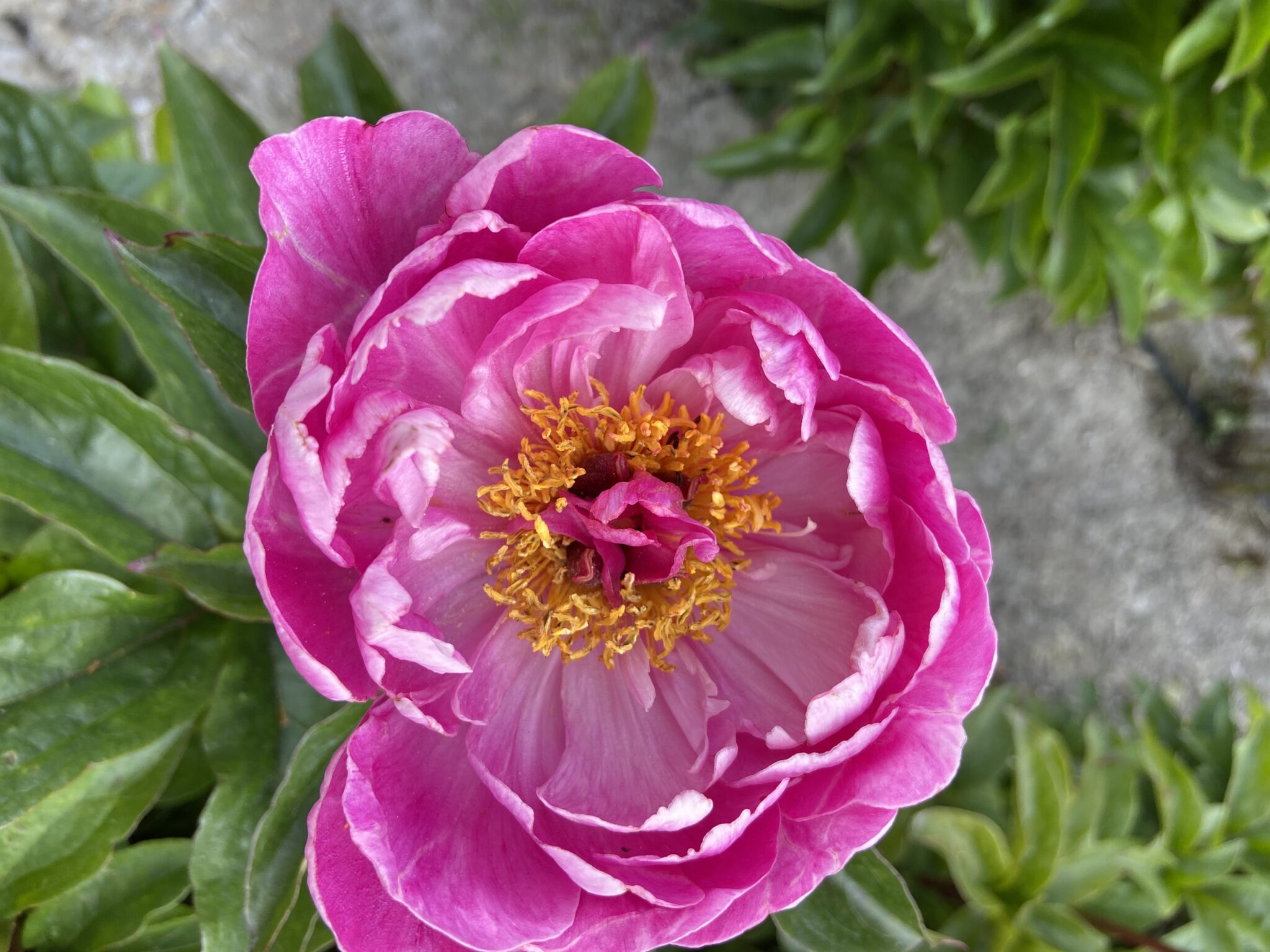 Paeonia Nice Gal