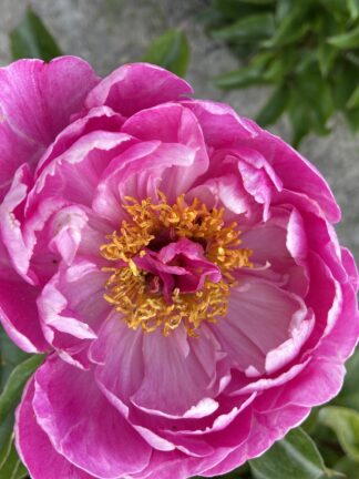 Paeonia Nice Gal - case