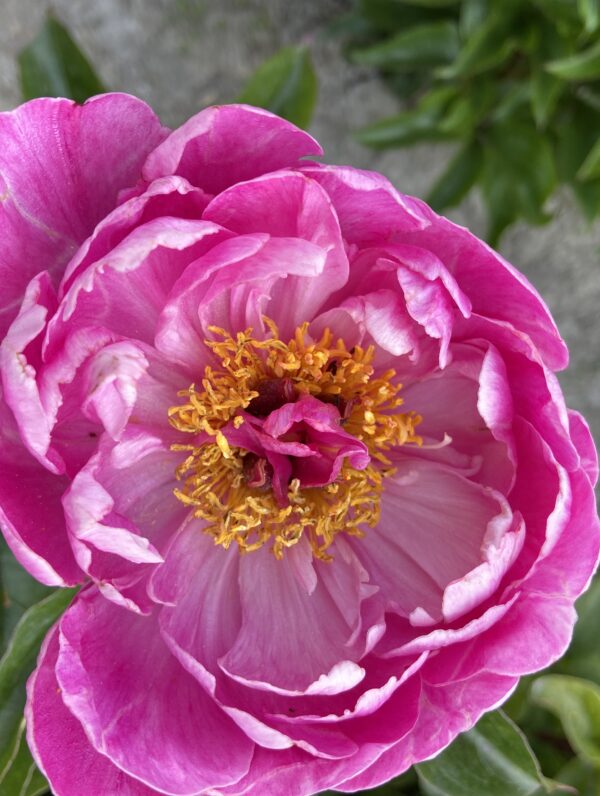 Paeonia Nice Gal - bag