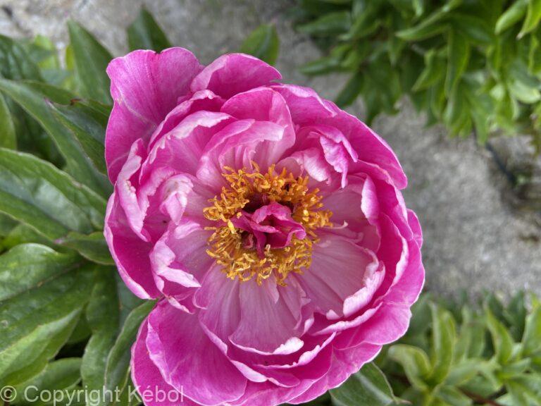 Paeonia Nice Gal
