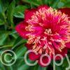 Paeonia Nippon Beauty