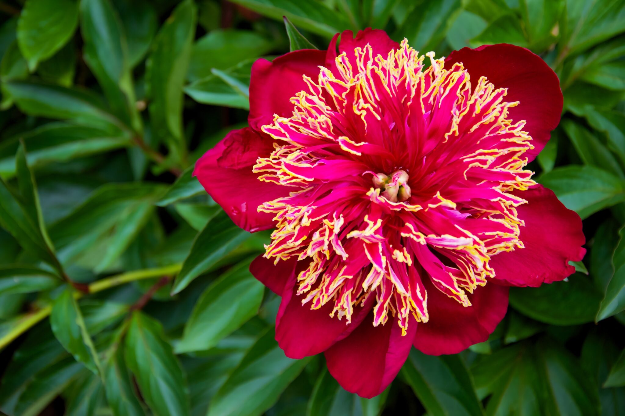 Paeonia Nippon Beauty