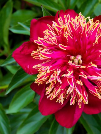 Paeonia Nippon Beauty - bag