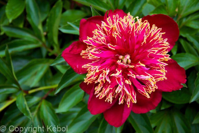 Paeonia Nippon Beauty
