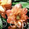 Paeonia Orange Victory
