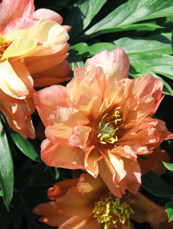 Paeonia Orange Victory - case